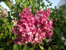 Artek_Russia_OA__TP