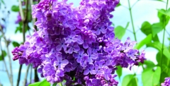Arvid_Vilms_Estonia_IS