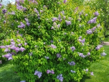Asesseppi_20210428_NYBG_MLD_1