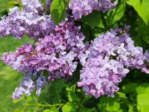 Asesseppi_20210428_NYBG_MLD_2