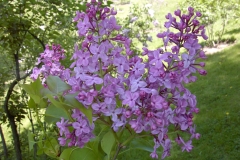 Asessippi_2002_BPMW_1