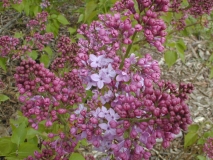 Asessippi_2003_HP_MM__DM_2