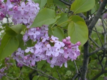 Asessippi_2003_HP_MM__DM_3