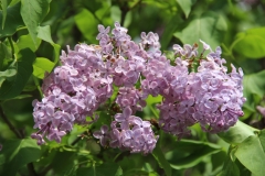 Asessippi_2014_BLBG_TP_2