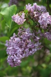 Asessippi_2014_BLBG_TP_3