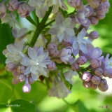 Atheline_Wilbur_2019_LM_CF