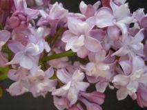 Atheline_Wilbur_LNT