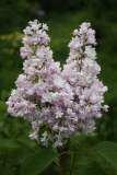 Atheline_Wilbur_TRD_TP4