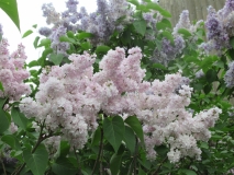 Atheline_Wilbur_TRD_TP5