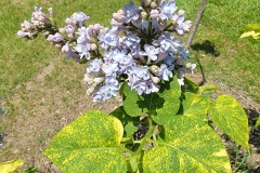 Aucubaefolia