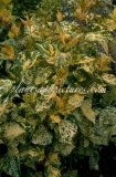 Aucubaefolia_2006_BN_RHT