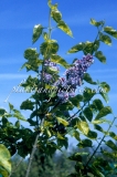 Aucubaefolia_2006_BN_RHT_1