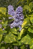 Aucubaefolia_2006_BN_RHT_4