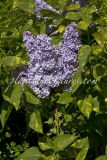 Aucubaefolia_2006_BN_RHT_5