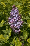 Aucubaefolia_2006_BN_RHT_6