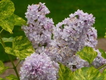 Aucubaefolia_201005_Shelburne_Museum_VT_BB_1