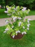 Aucubaefolia_201005_Shelburne_Museum_VT_BB_2