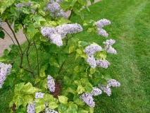 Aucubaefolia_201005_Shelburne_Museum_VT_BB_3
