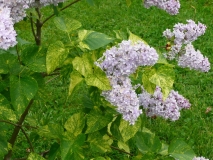 Aucubaefolia_201005_Shelburne_Museum_VT_BB_4