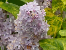 Aucubaefolia_201005_Shelburne_Museum_VT_BB_5