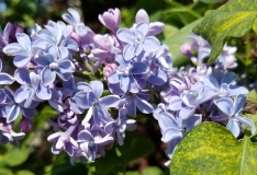Aucubaefolia_20170501_DA_MLD_1
