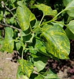 Aucubaefolia_20170501_DA_MLD_2