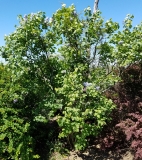 Aucubaefolia_20170501_DA_MLD_4