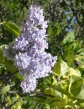 Aucubaefolia_20170501_DA_MLD_5