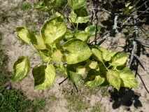 Aucubaefolia_20180501_SRA_MLD_1