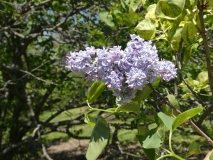 Aucubaefolia_20180501_SRA_MLD_2