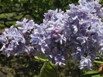 Aucubaefolia_20180501_SRA_MLD_3