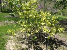 Aucubaefolia_20180501_SRA_MLD_4