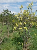 Aucubaefolia_20180509_LH_MLD_1