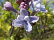 Aucubaefolia_20180509_LH_MLD_10