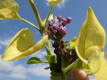 Aucubaefolia_20180509_LH_MLD_4