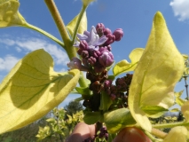 Aucubaefolia_20180509_LH_MLD_5