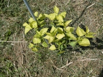 Aucubaefolia_20180512_MLD_MLD_1