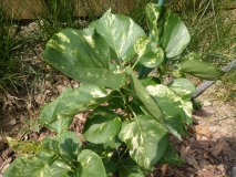 Aucubaefolia_20180512_MLD_MLD_3