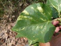 Aucubaefolia_20180512_MLD_MLD_4