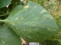 Aucubaefolia_20180512_MLD_MLD_5