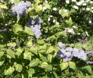 Aucubaefolia_20180521_LMSU_MLD_2