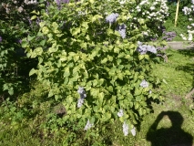 Aucubaefolia_20180521_LMSU_MLD_3