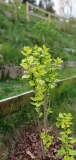 Aucubaefolia_20190417_OH_USA_MLD_1