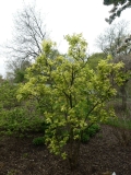 Aucubaefolia_20190507_LP_MLD