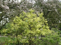 Aucubaefolia_20190507_LP_MLD_1