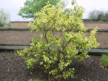 Aucubaefolia_20190507_LP_MLD_2