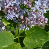 Aucubaefolia_2019_LM_CF