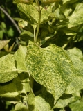 Aucubaefolia_20200511_DA_MLD_1
