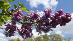 Aucubaefolia_20200511_DA_MLD_10