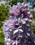 Aucubaefolia_20200511_DA_MLD_11